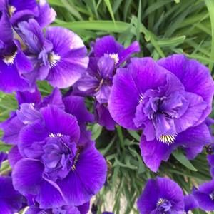 Meet your Posher, Rita